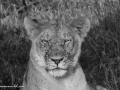 mara-lions-18