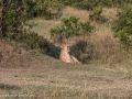 mara-lions-22