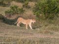 mara-lions-26