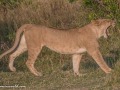 mara-lions-28