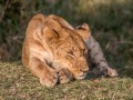 mara-lions-3