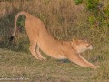 mara-lions-30