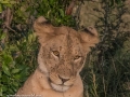 mara-lions-33