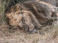 mara-lions-35