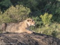 mara-lions-36