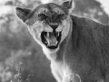 mara-lions-39