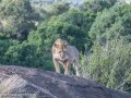 mara-lions-43