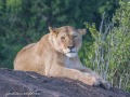 mara-lions-44