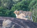 mara-lions-45