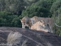 mara-lions-46