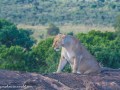 mara-lions-47