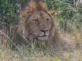 mara-lions-49