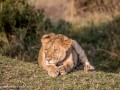 mara-lions-5