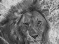 mara-lions-50