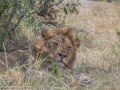 mara-lions-51