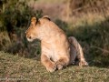 mara-lions-6