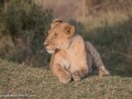 mara-lions-7