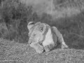 mara-lions-8