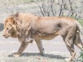 mara-lions-83