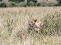 mara-lions-93
