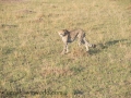 mara (33)-509