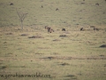 mara (57)-775
