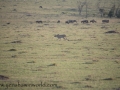 mara (59)-797