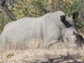 Black Rhino-13