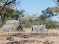 Black Rhino-14