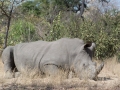 Black Rhino-17