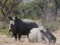 Black Rhino-18