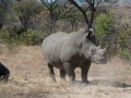 Black Rhino-20