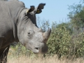 Black Rhino-47