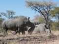 Black Rhino-66
