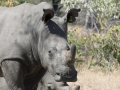 Black Rhino-82