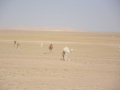 mauritania-30