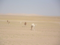 mauritania-30