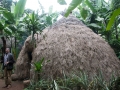 Merangu-14