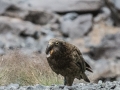 Milford Sound-28