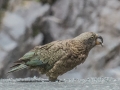 Milford Sound-29