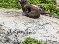 Milford Sound-34