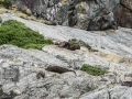 Milford Sound-35