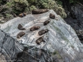 Milford Sound-37