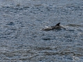 Milford Sound-40