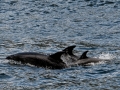 Milford Sound-41