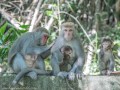 Monkey-Mtn-13