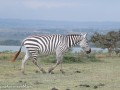 Naivasha-28