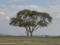 Naivasha-32