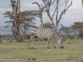 Naivasha-71