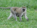 Kenya-576